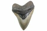 Fossil Megalodon Tooth - North Carolina #378058-1